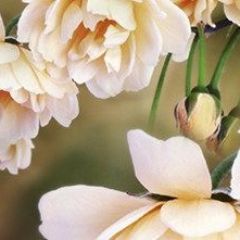 Кухонный фартук Цветы 066 МДФ матовый (3000) Flowers в Тобольске - tobolsk.mebel24.online | фото