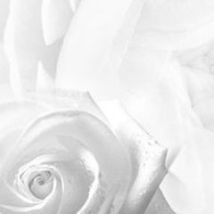 Кухонный фартук Цветы 217 МДФ матовый (3000) Flowers в Тобольске - tobolsk.mebel24.online | фото