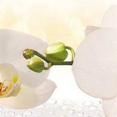 Кухонный фартук Цветы 328 МДФ матовый (3000) Flowers в Тобольске - tobolsk.mebel24.online | фото